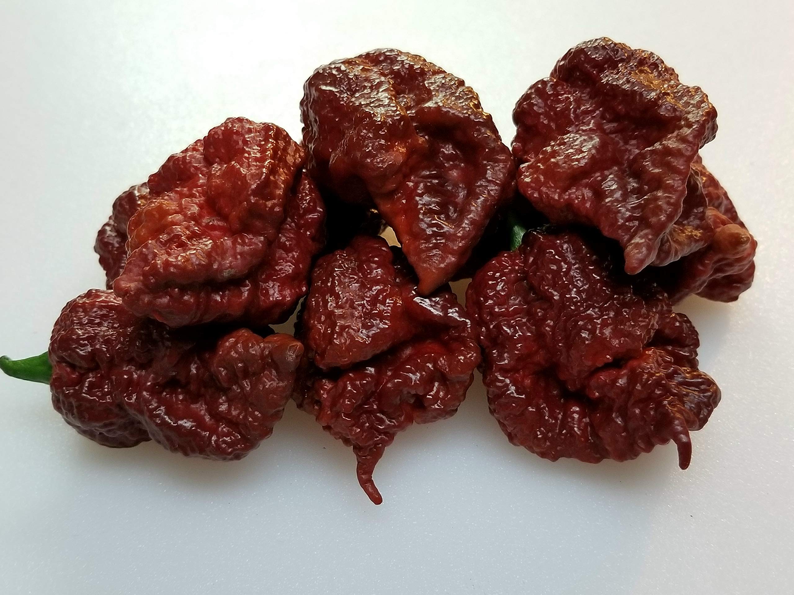 Trinidad (7 Pot Douglah chocolate chili) for planting in garden